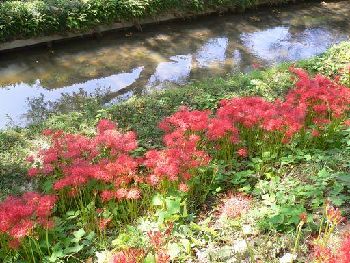 氾濫がウソみたい。肥やしが効いたのか例年以上に彼岸花が咲いた。